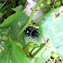 Jumping spider