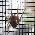 Brown Recluse
