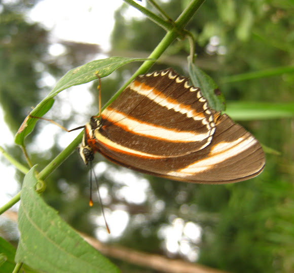 Spotting Image 1