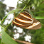 Banded Orange