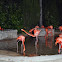 Pink Flamingo