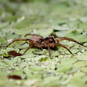 Wolf spider
