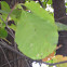 Blackgum