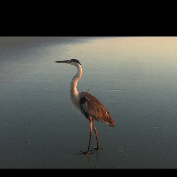 Spotting Image 1