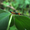 Paederus sp.