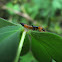 Paederus sp.