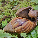 Land Snail