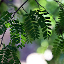 Pea tree