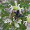 Great Black Wasp