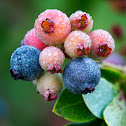 Blueberries