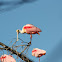 Roseate Spoonbill