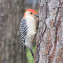Red-bellied Woodpecker