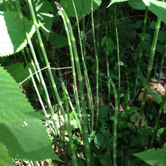 Spotting Image 1