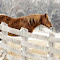 Stay-Warm-Horsy.jpg