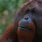 Bornean ornagutan