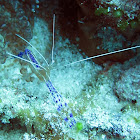 Pederson Cleaner Shrimp
