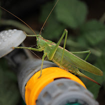Bug Life - St Madoc Centre