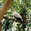 Pied Imperial Pigeon