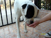 Regalo Joven Boxer Macho Blanco