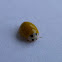 Asian Ladybug