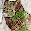 Adder baby
