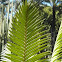 Dioon mejiae