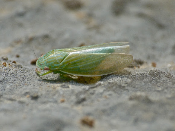 Spotting Image 1