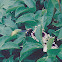 Carpenter bee Xylocopa on passion flower
