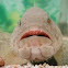 Orange-spotted grouper