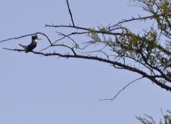 Spotting Image 1
