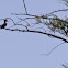 Belted Kingfisher
