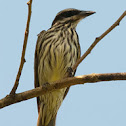 Benteveo rayado (Streaked flycatcher)