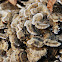 Trametes Mushroom