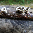 cup fungus specie  unknown