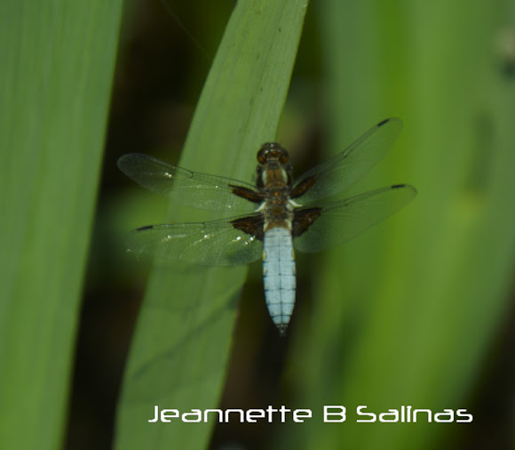 Spotting Image 1