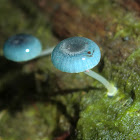 Pixie parasol