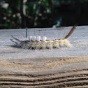White-marked Tussock Moth