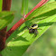 Crab spider