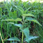 Stinging nettle (Brennnessel)