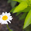 oxeye daisy, white