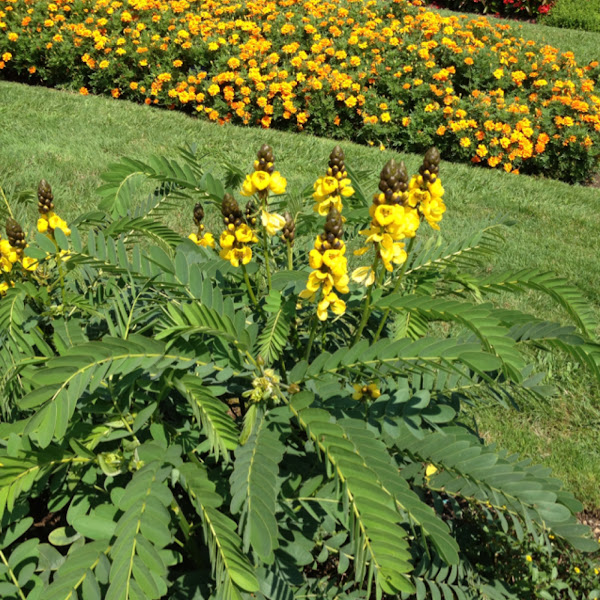 Popcorn Plant Project Noah