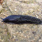 spanish slug