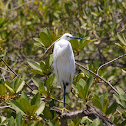 Little Egret