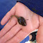 Bull frog tadpole