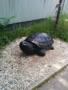 Sköldpadda 