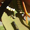 Emperor gum moth (early larva)