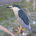 Black-crowned Night-Heron