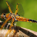 Four-Spotted Skimmer