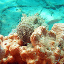 Spotted Scorpionfish