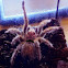 Chilean rose hair , chillean fire hair ,